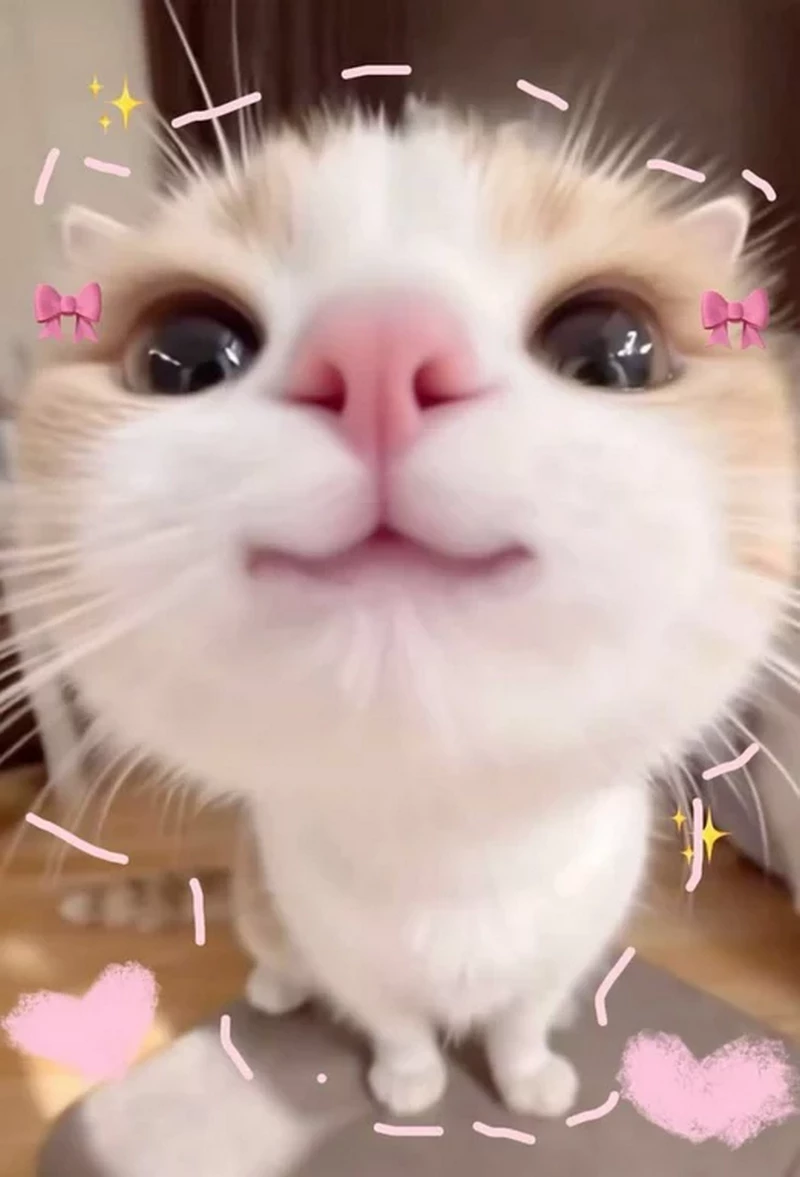 Avatar TikTok Cute Dành Cho Người Yêu Mèo