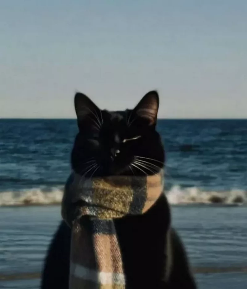 Avatar TikTok Trend Hot Được Yêu Thích Nhất