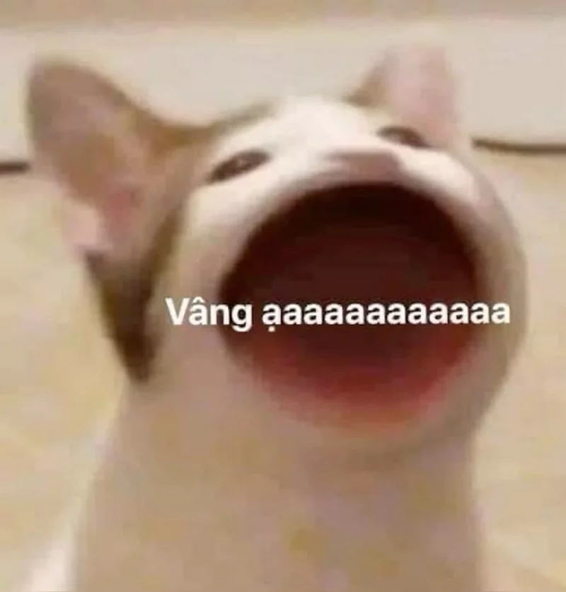 Meme Xin Lỗi Khi Lỡ Làm Hỏng Buổi Hẹn