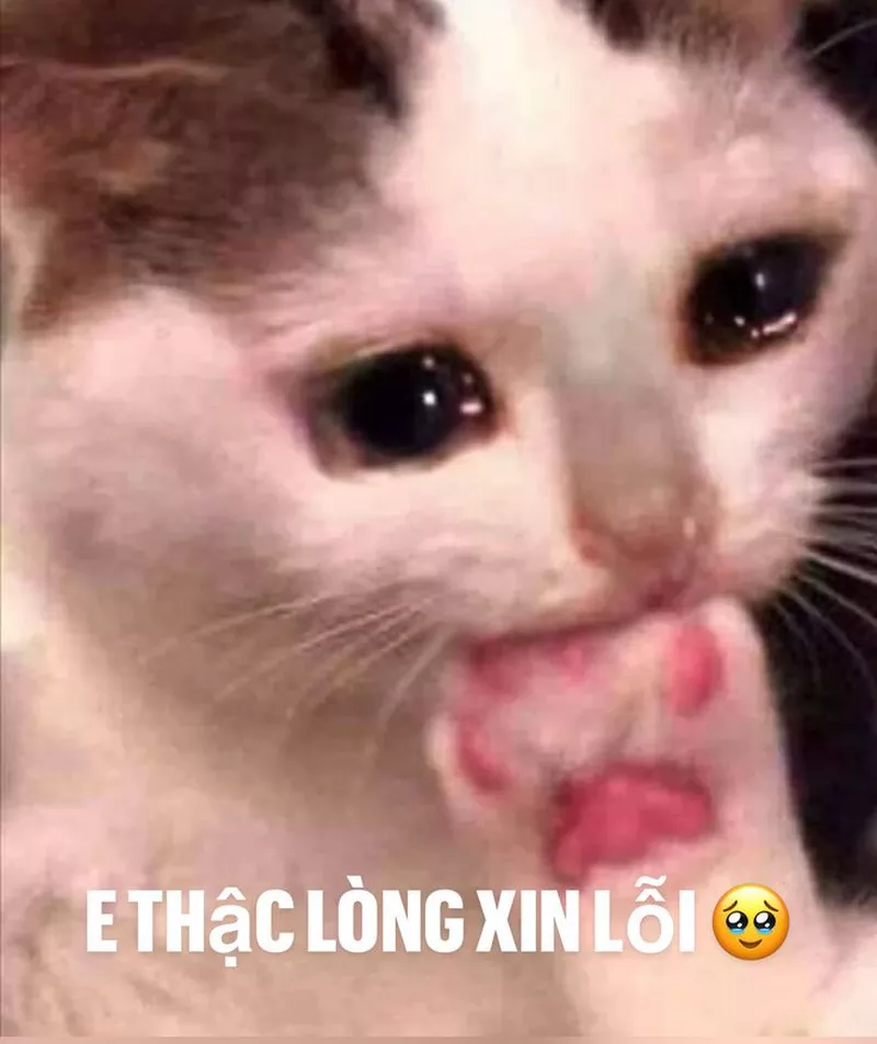 Meme Xin Lỗi Khi Lỡ Làm Hỏng Việc