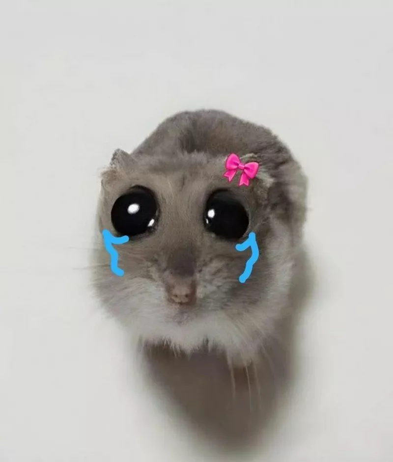Meme Xin Lỗi Khi Lỡ Làm Mất Đồ