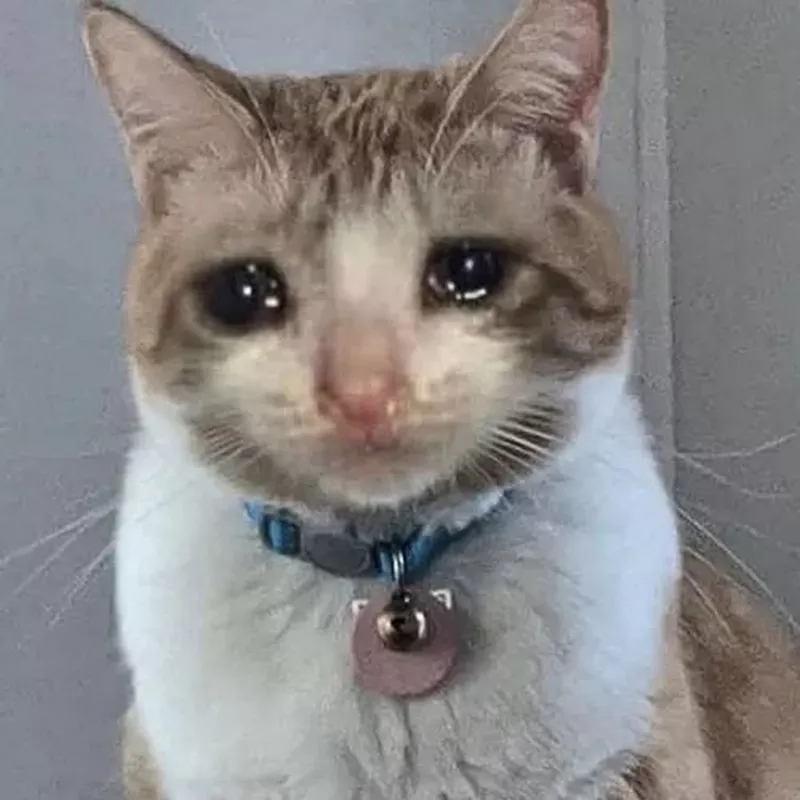 Meme Xin Lỗi Khi Lỡ Làm Sai Việc