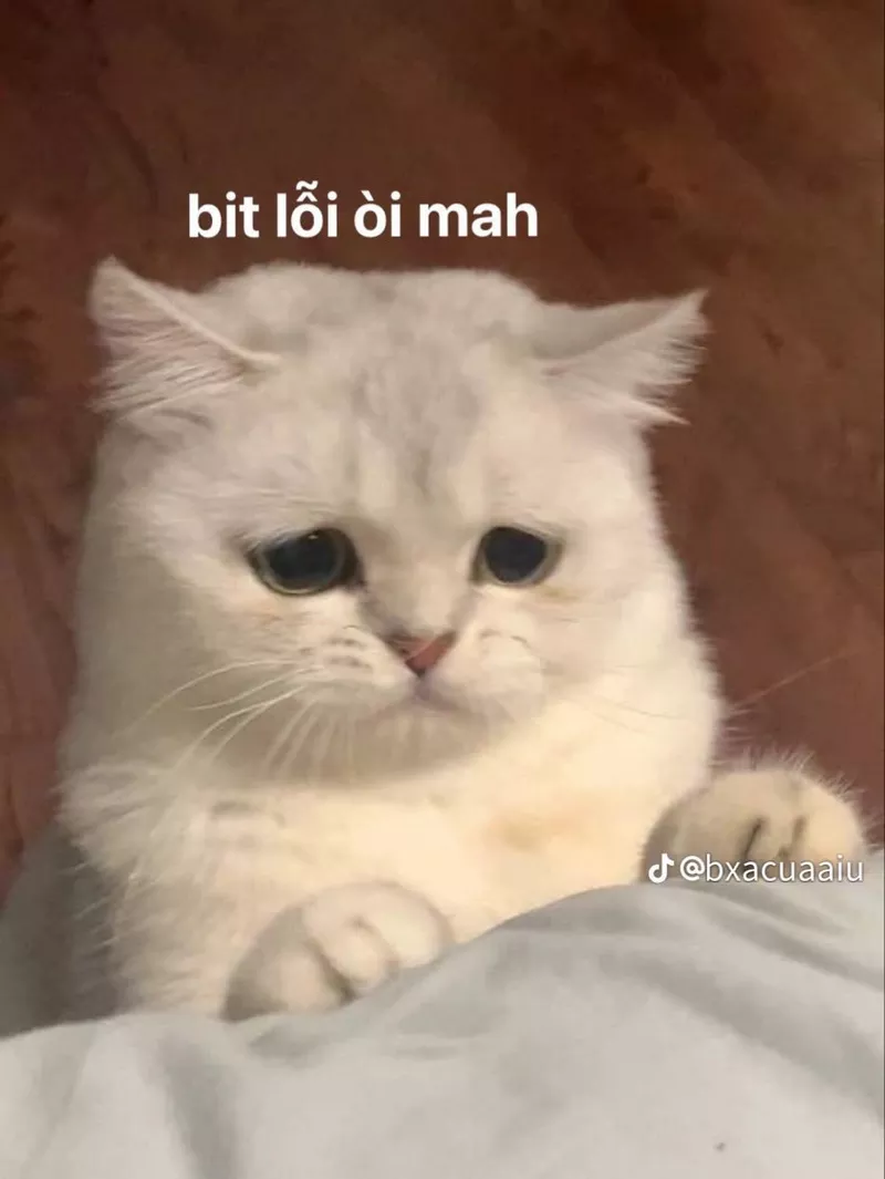 Meme Xin Lỗi Khi Lỡ Nói Sai