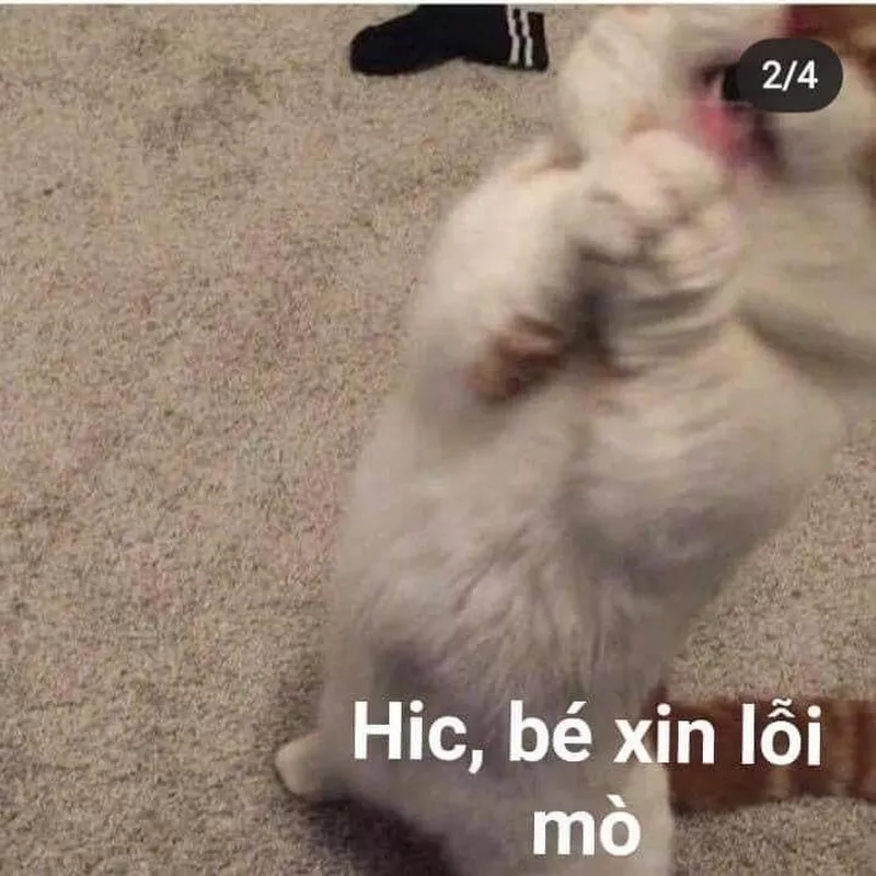 Meme Xin Lỗi Người Yêu Siêu Đáng Yêu